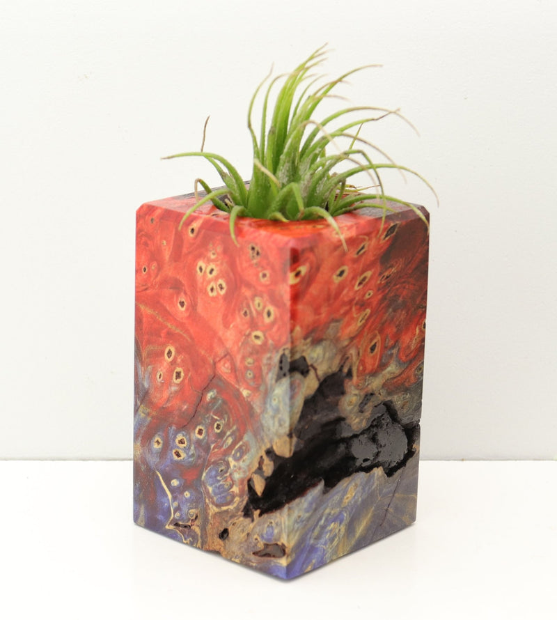 Wood Burl Wood+Resin Air Plant Holder - Andrew (Fire & Ice, 693233)