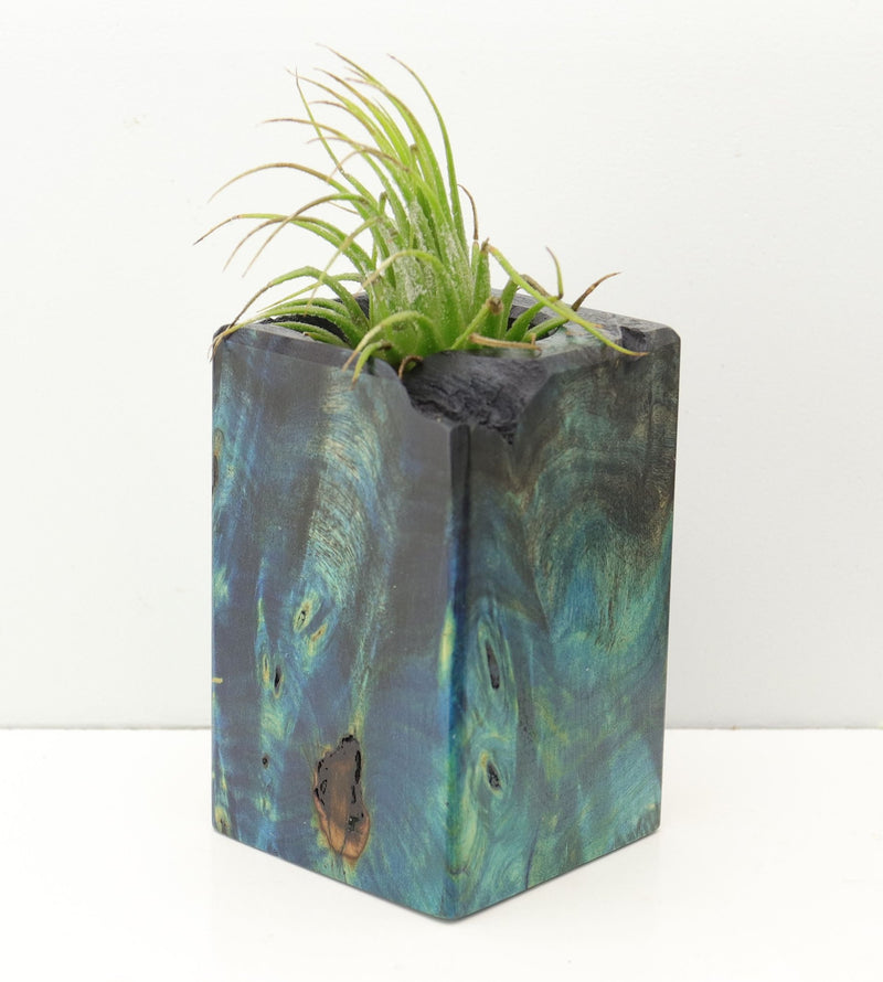 Wood Burl Wood+Resin Air Plant Holder - Dewey (Fire & Ice, 693234)