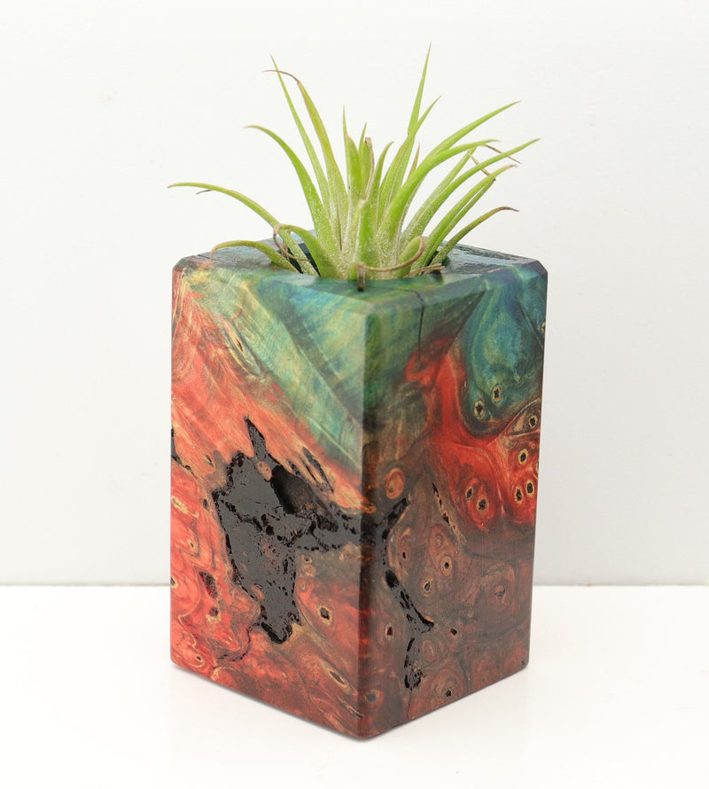 Wood Burl Wood+Resin Air Plant Holder - Shari (Fire & Ice, 693236)