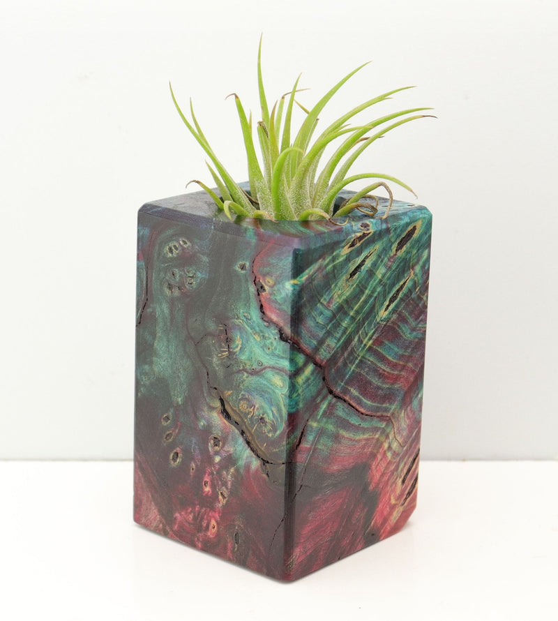 Wood Burl Wood+Resin Air Plant Holder - Diane (Fire & Ice, 693237)