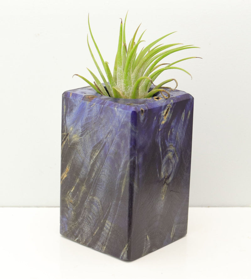 Wood Burl Wood+Resin Air Plant Holder - Carson (Fire & Ice, 693238)