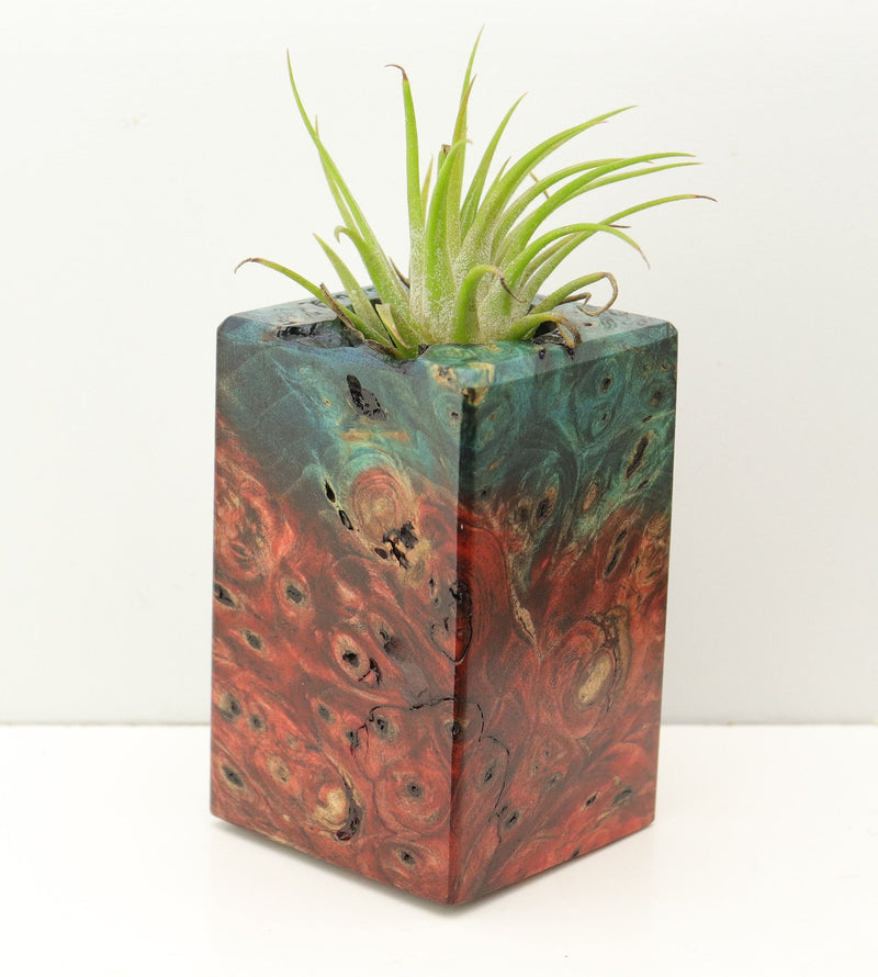 Wood Burl Wood+Resin Air Plant Holder - Fred (Fire & Ice, 693240)