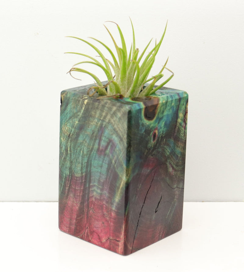 Wood Burl Wood+Resin Air Plant Holder - Tevin (Fire & Ice, 693242)