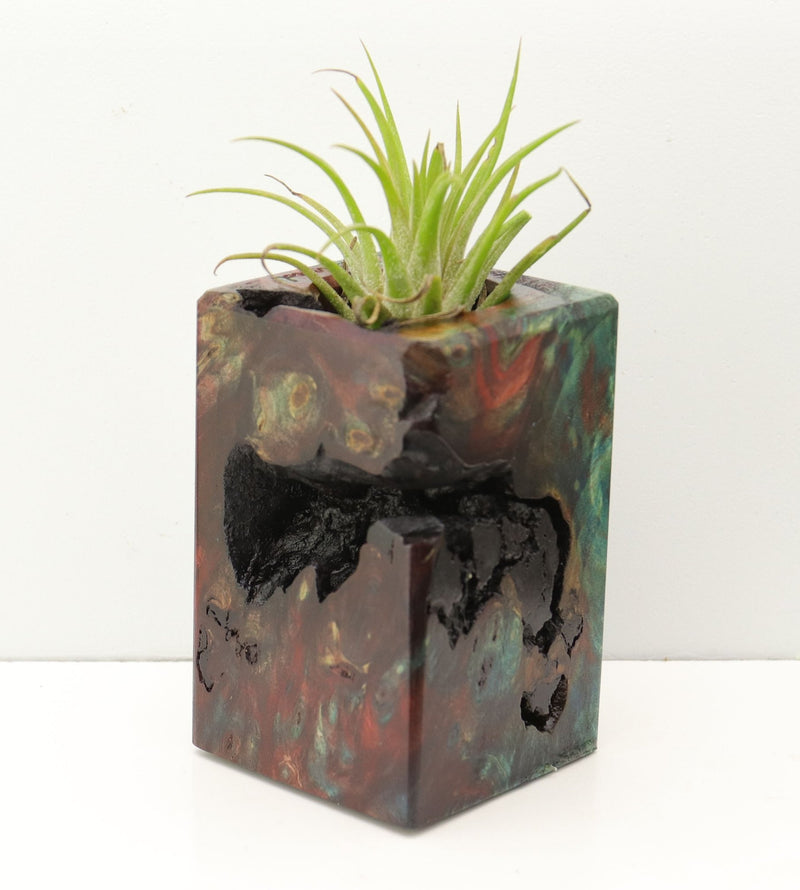 Wood Burl Wood+Resin Air Plant Holder - Taryn (Fire & Ice, 693248)