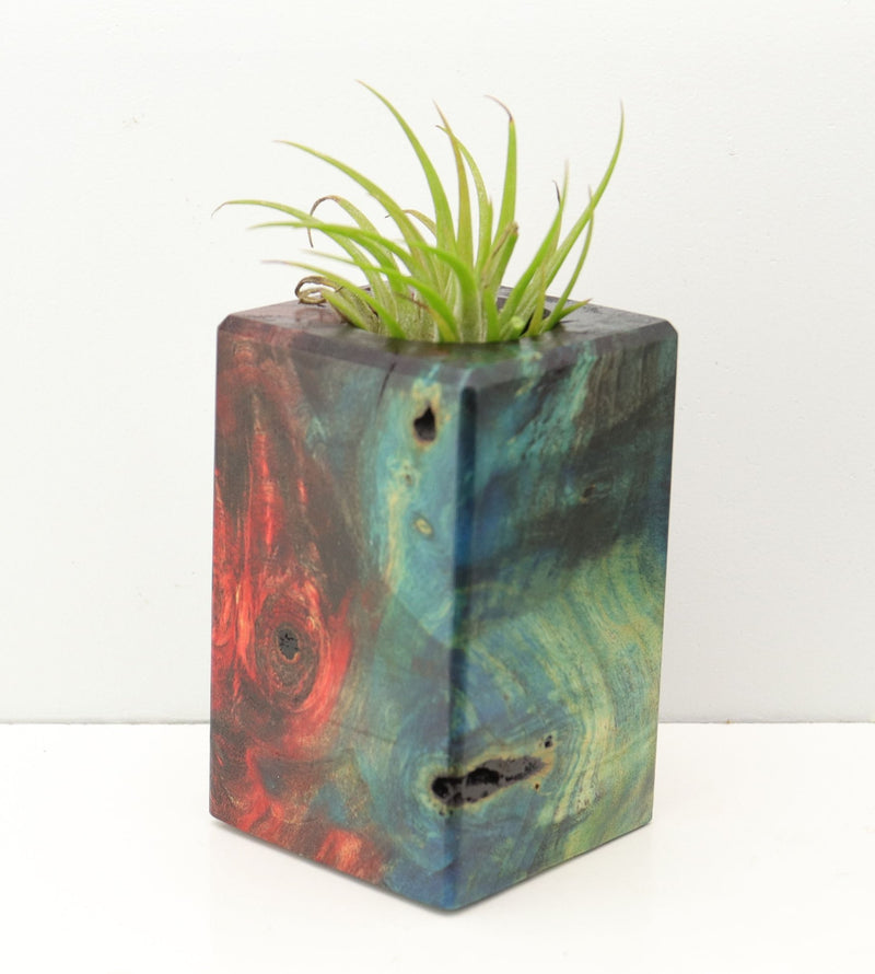 Wood Burl Wood+Resin Air Plant Holder - Dominic (Fire & Ice, 693249)