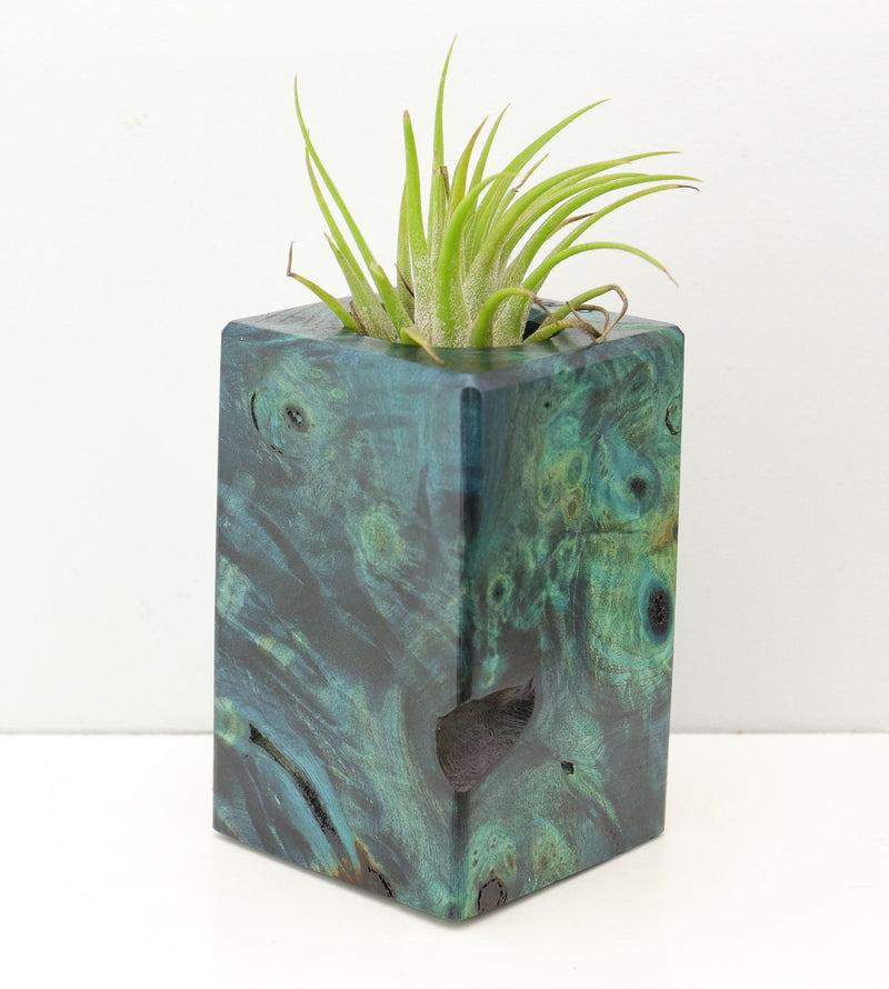 Wood Burl Wood+Resin Air Plant Holder - Cleo (Fire & Ice, 693250)