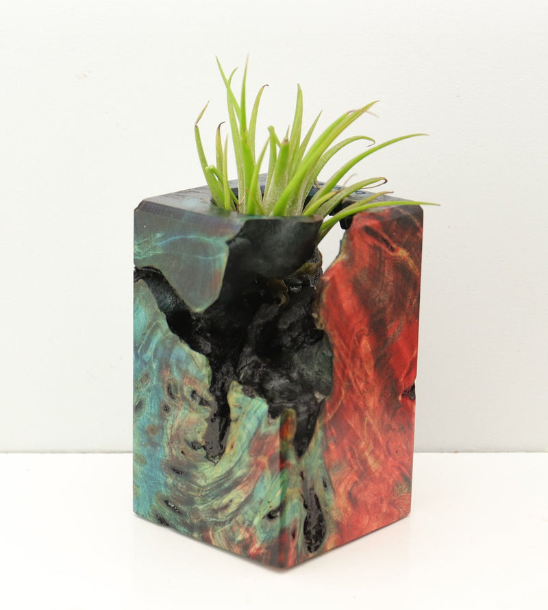 Wood Burl Wood+Resin Air Plant Holder - Lia (Fire & Ice, 693252)