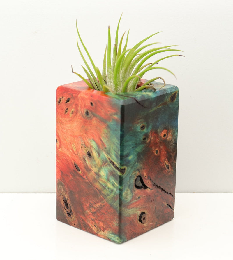 Wood Burl Wood+Resin Air Plant Holder - Gordon (Fire & Ice, 693256)