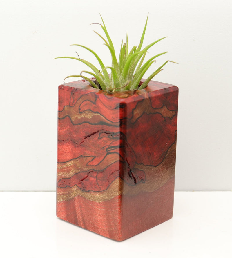 Wood Burl Wood+Resin Air Plant Holder - Cruz (Fire & Ice, 693257)