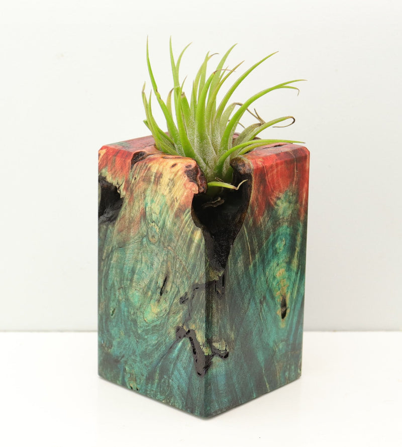 Wood Burl Wood+Resin Air Plant Holder - Loretta (Fire & Ice, 693258)