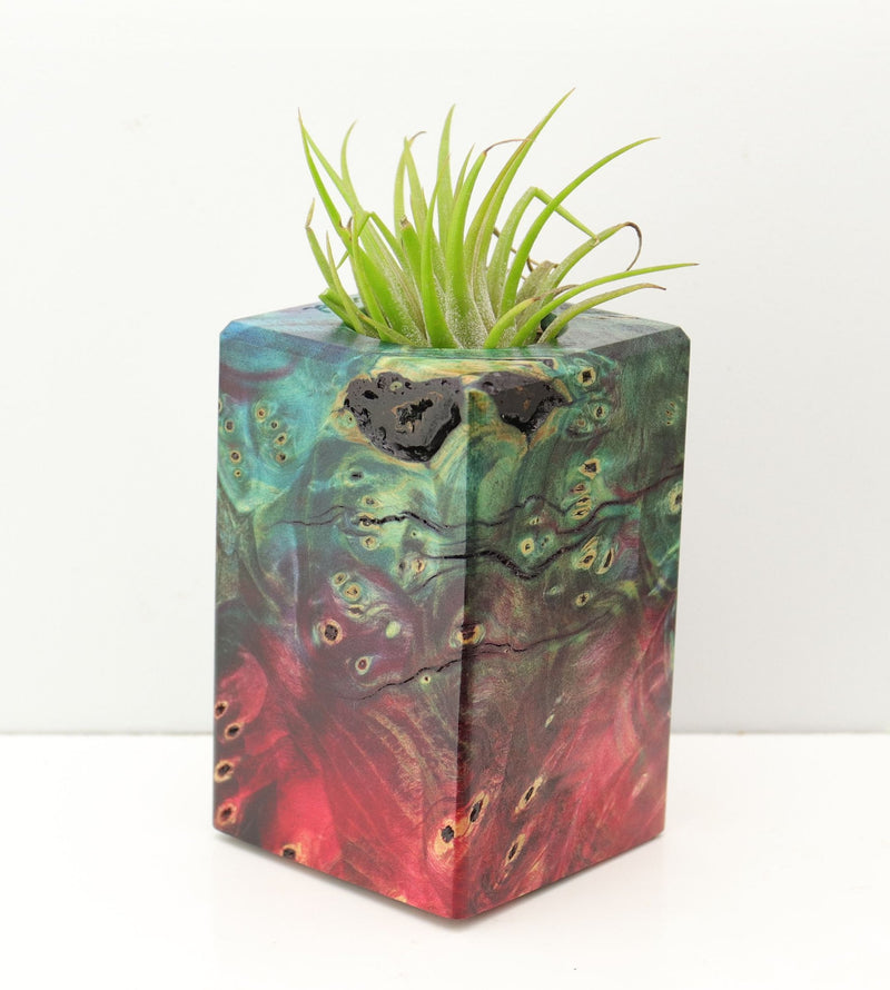 Wood Burl Wood+Resin Air Plant Holder - Sophia (Fire & Ice, 693261)