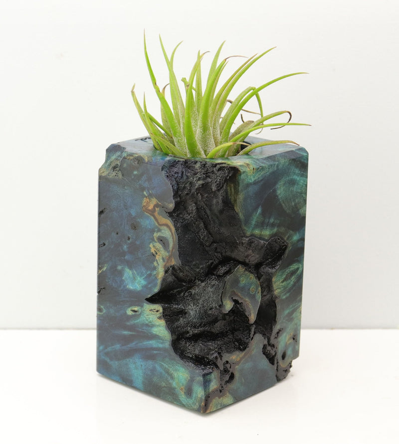 Wood Burl Wood+Resin Air Plant Holder - Geraldine (Fire & Ice, 693262)