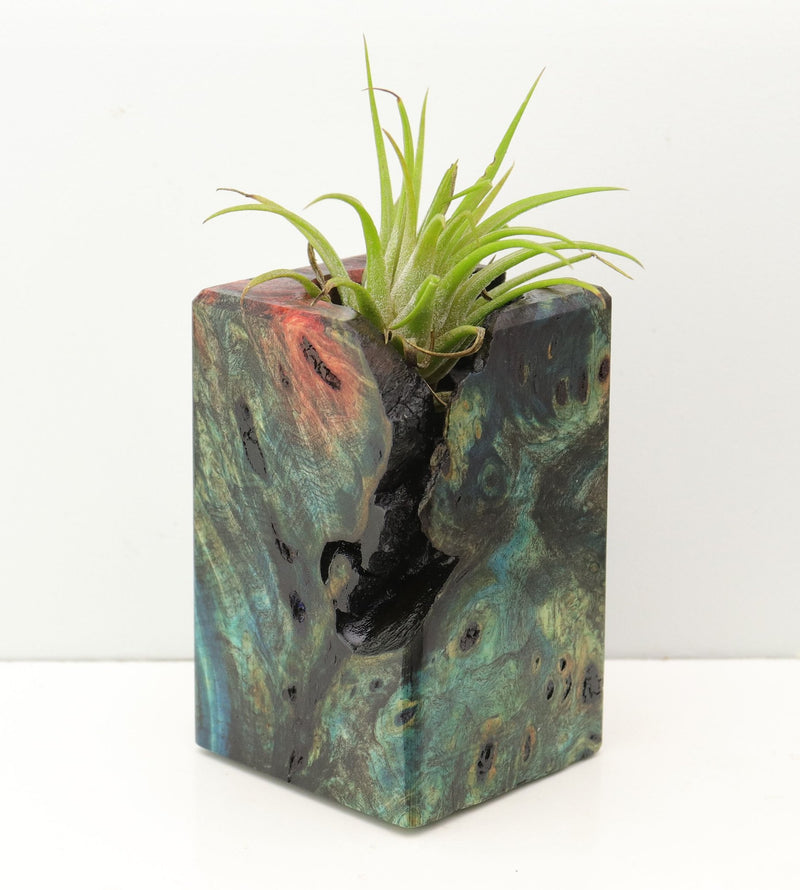 Wood Burl Wood+Resin Air Plant Holder - Marlene (Fire & Ice, 693267)