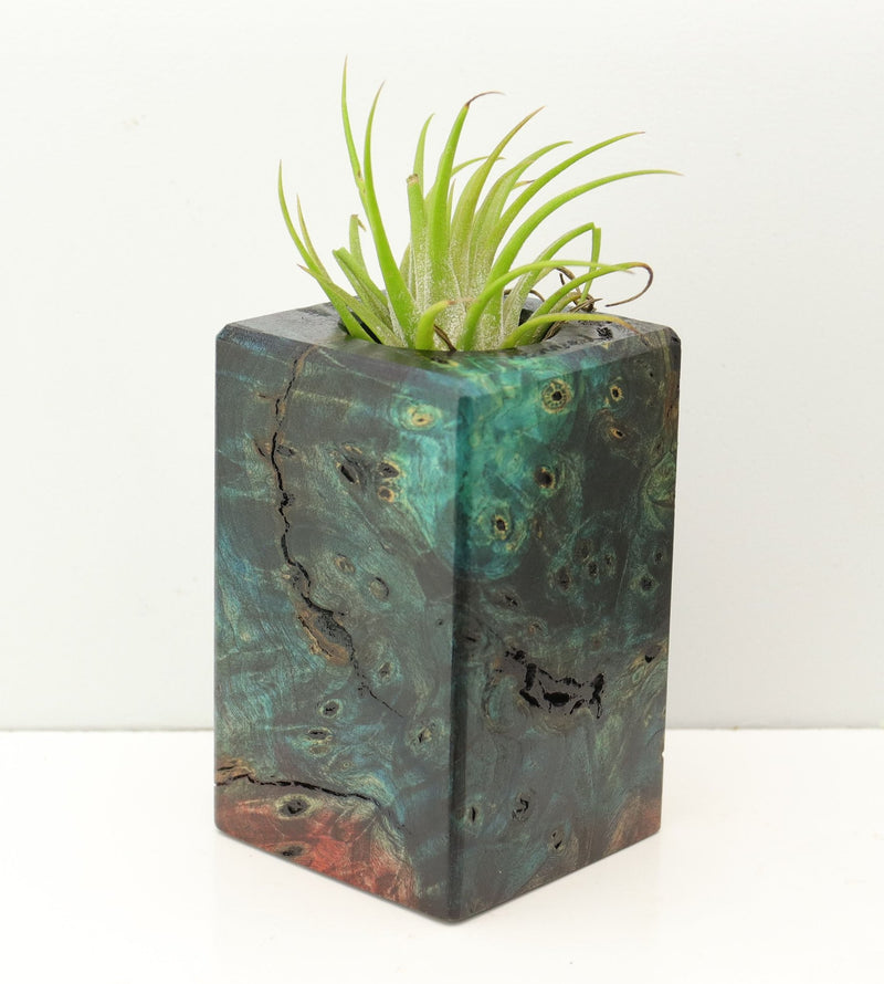 Wood Burl Wood+Resin Air Plant Holder - Isaiah (Fire & Ice, 693268)