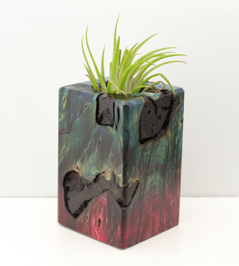 Wood Burl Wood+Resin Air Plant Holder - Ronda (Fire & Ice, 693269)
