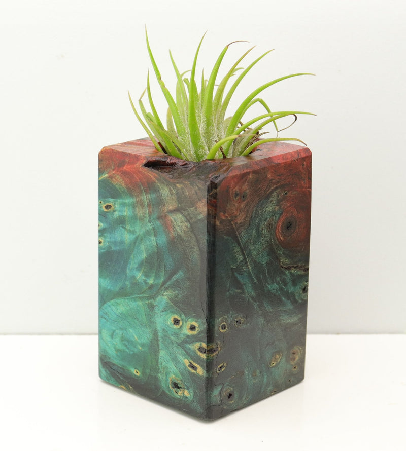 Wood Burl Wood+Resin Air Plant Holder - Trevon (Fire & Ice, 693270)