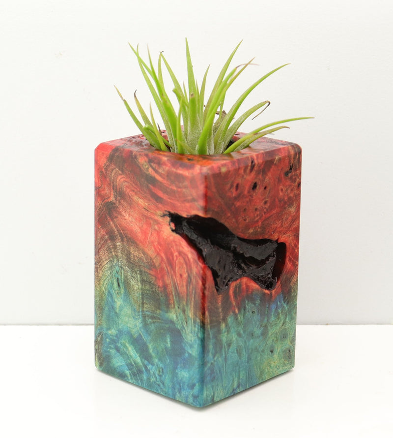 Wood Burl Wood+Resin Air Plant Holder - Mack (Fire & Ice, 693272)