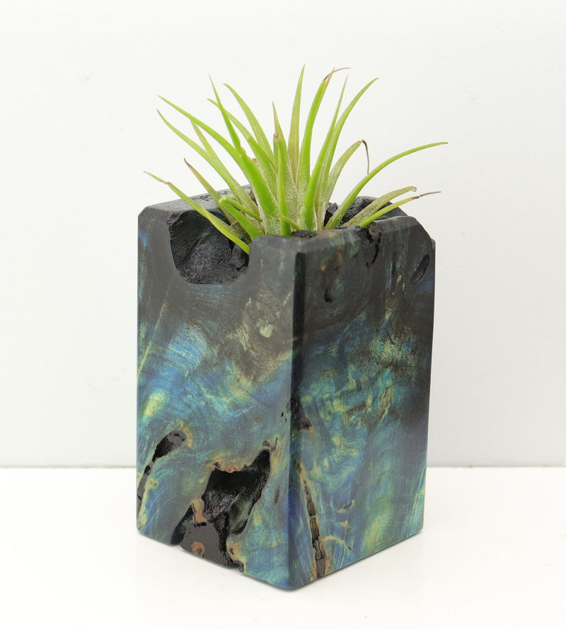 Wood Burl Wood+Resin Air Plant Holder - Eloise (Fire & Ice, 693273)