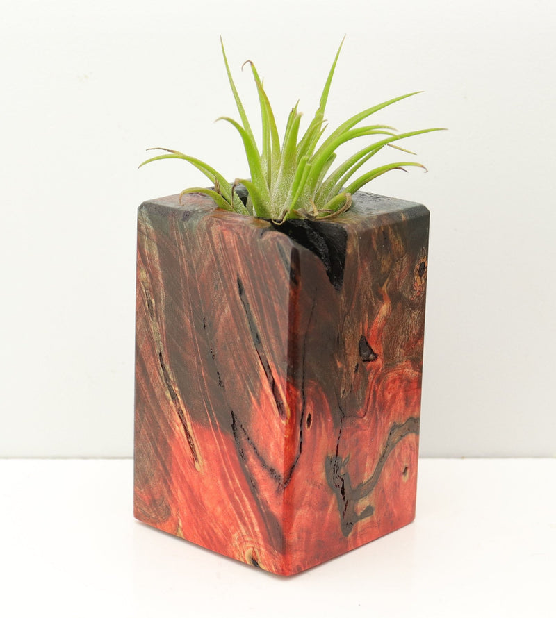 Wood Burl Wood+Resin Air Plant Holder - Pauline (Fire & Ice, 693277)