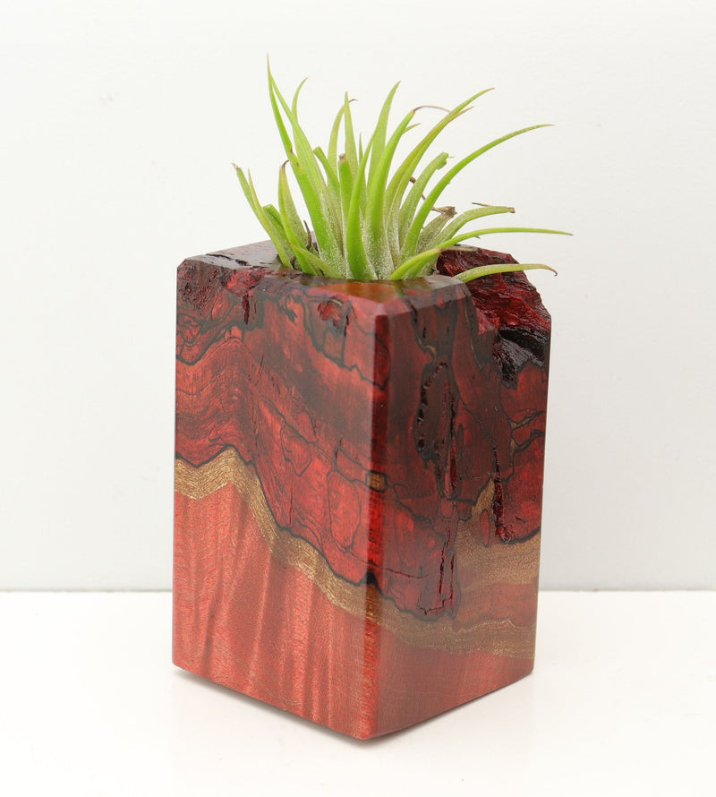 Wood Burl Wood+Resin Air Plant Holder - Freya (Fire & Ice, 693280)